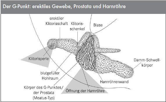 Der G-Punkt erektiles Gewebe Prostata und Harnröhre